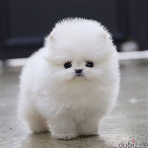 Pomeranian Puppies Whatsapp me +972553390216 1