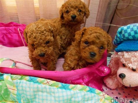 Poodle Puppies Whatsapp me +972553390216 0