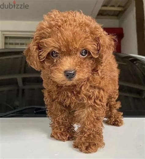 Toy Poodle Puppies Whatsapp Me +972552992089 1