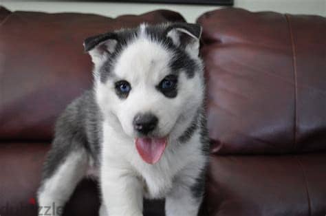 Siberian Husky Puppies Whatsapp Me +972552992089 1