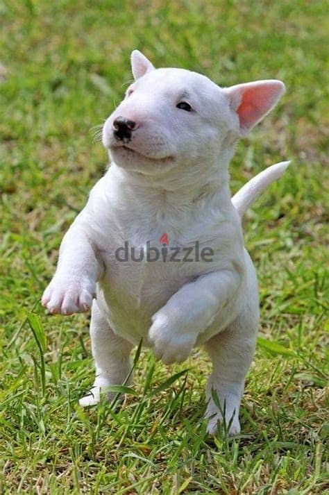 Bull Terrier Puppies Whatsapp Me +972552992089 1