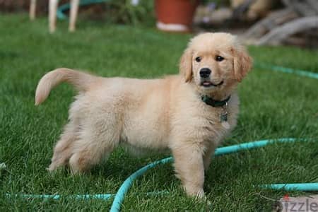 Golden Retriever Puppies Whatsapp me +972553390216.