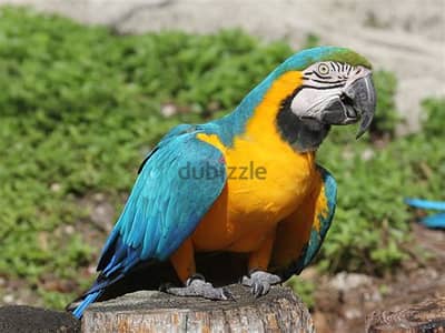 Whatsapp Me +972555077288// Macaw Parrots