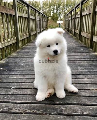 Samoyed puppies// Whatsapp+971552543679