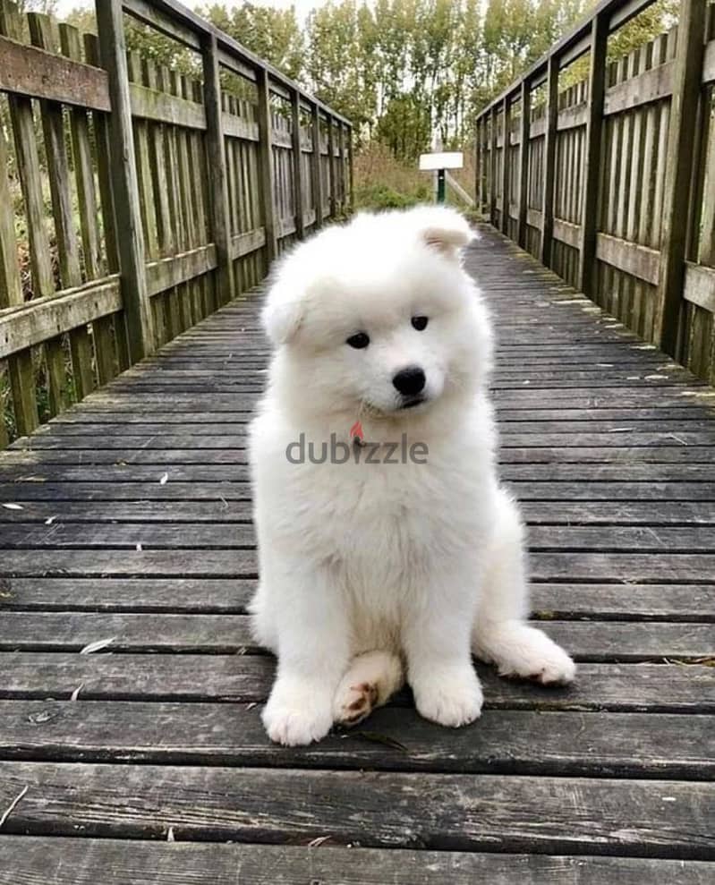 Samoyed puppies// Whatsapp+971552543679 0