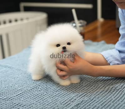 Pomeranian