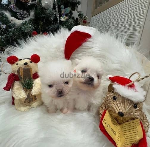 Pome_ranian Puppies 0