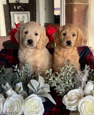 Golden Retriever puppies