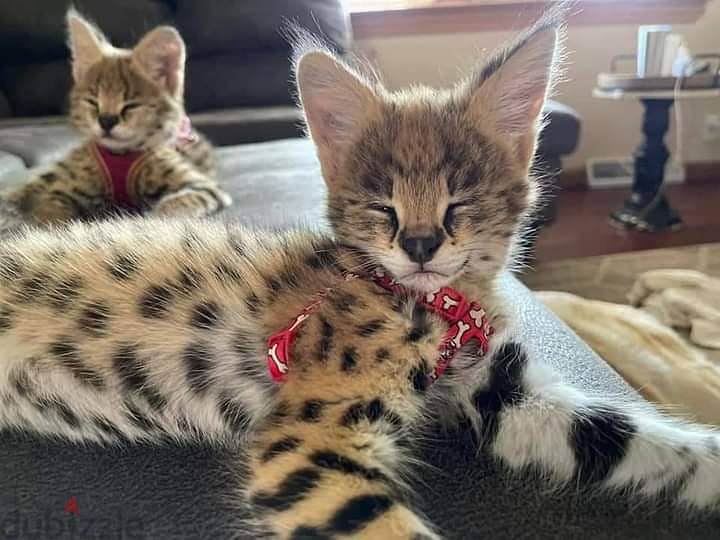 F1 Savannah kitten Available whatsapp(+97451162796) 0