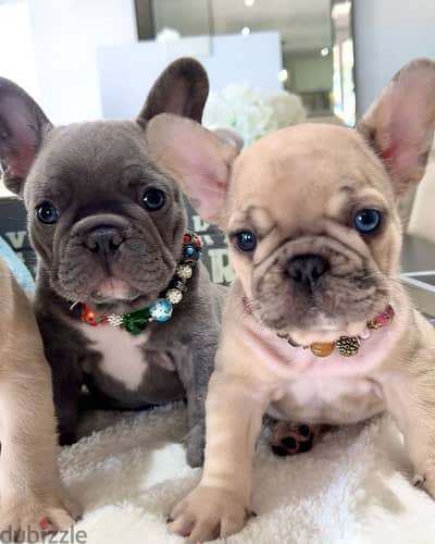 French bulldog puppy for sale WhatsApp +4917629216066