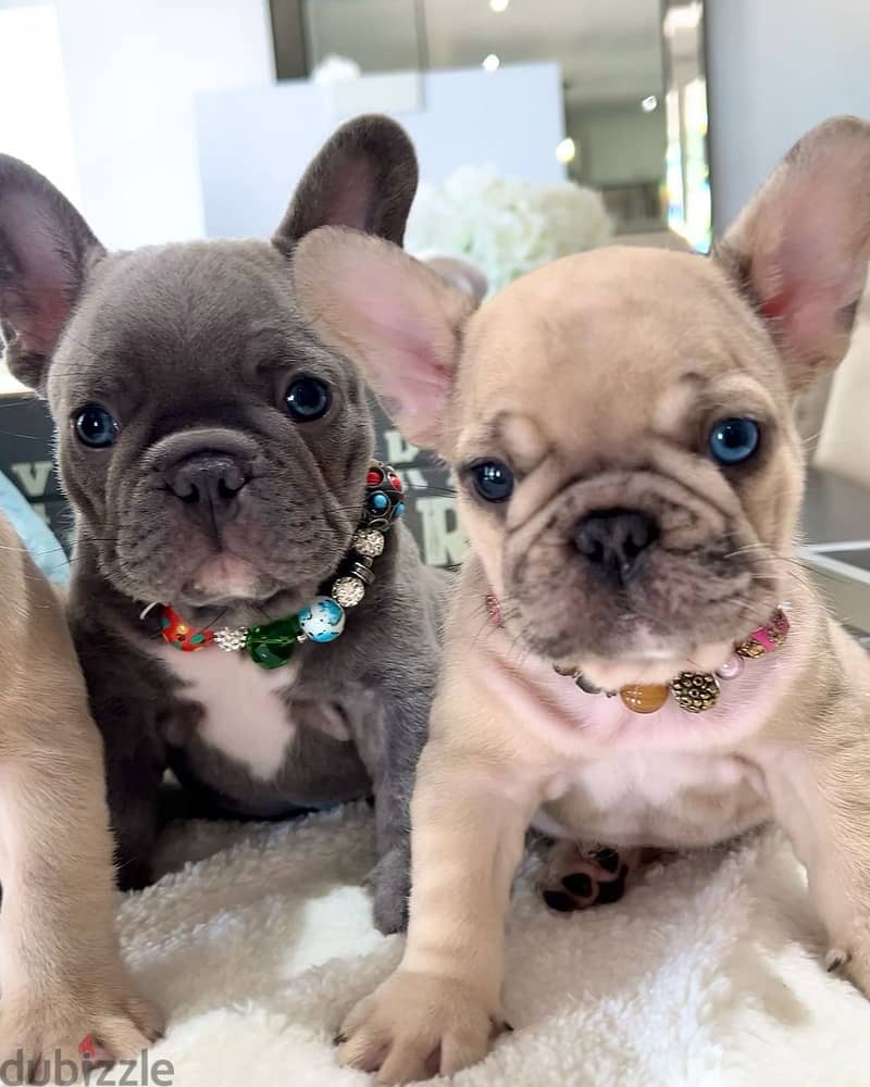 French bulldog puppy for sale WhatsApp +4917629216066 0