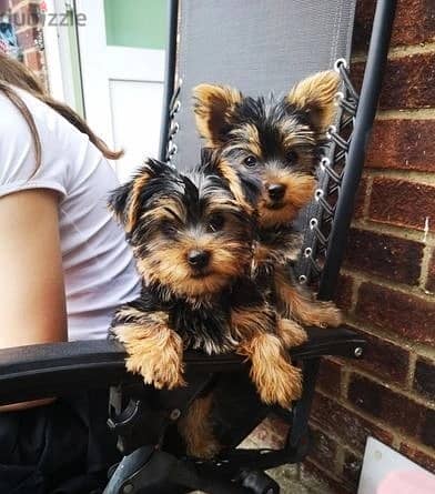 Whatsapp Me +972555074990 Yorkshire Terrier 1