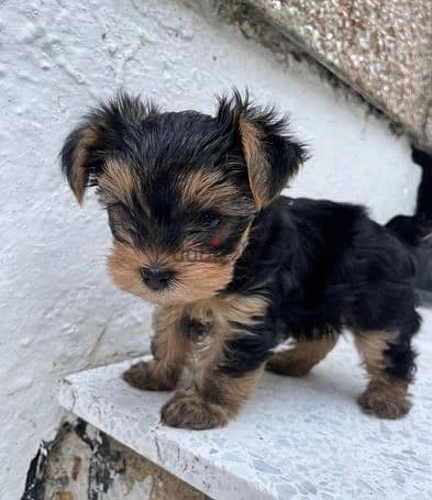 Whatsapp Me +972555074990 Yorkshire Terrier 0