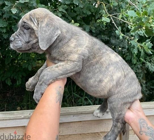 Whatsapp Me +966588993320 Cane Corso Puppies 1