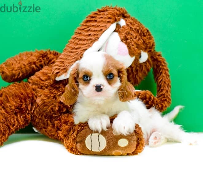 Whatsapp Me +966583921348 Cavalier King Puppies 0