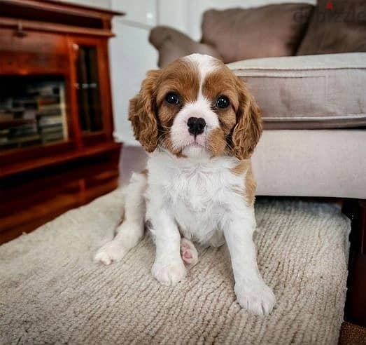 Whatsapp Me +966583921348 King Charles Spaniel Puppies 1