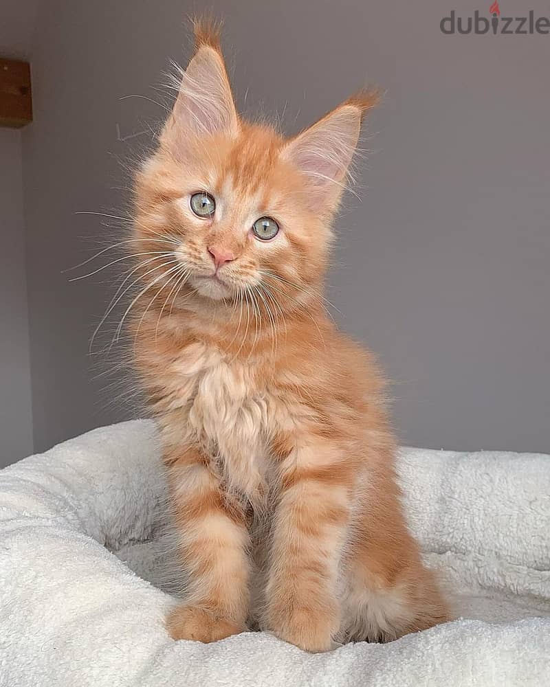 Maine Coon Kittens// WhatsApp +971552543679 0