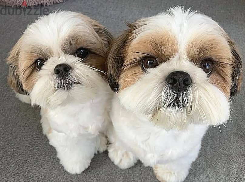 Shih Tzu puppies// WhatsApp +97455937699 0