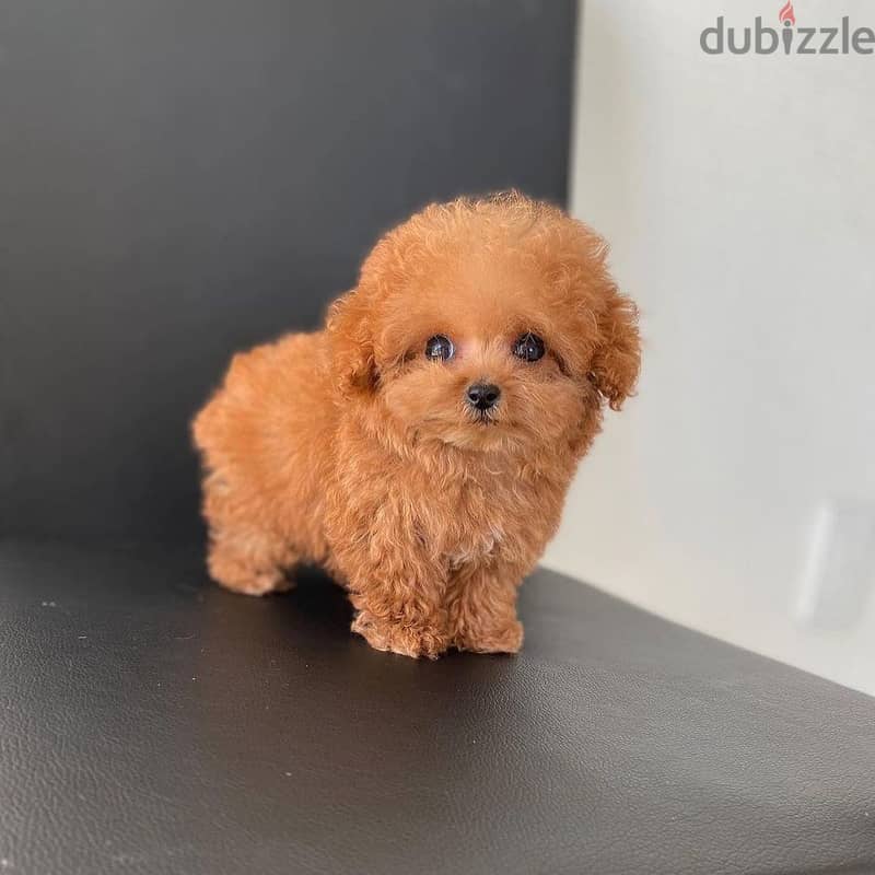 WhatsApp +4917629216066 Toy poodle puppies for Christmas 0