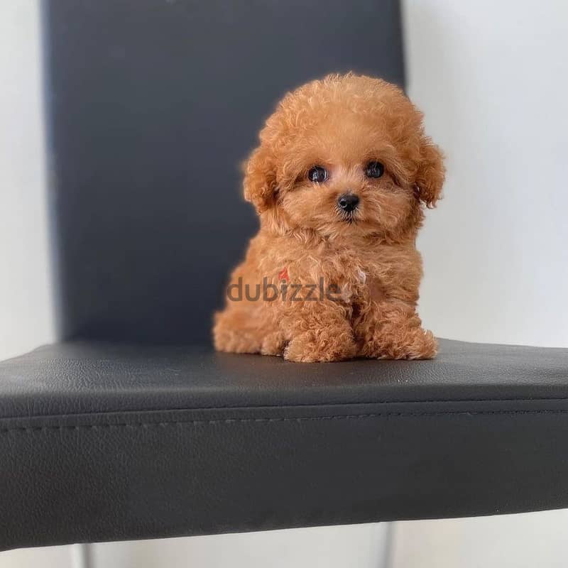 WhatsApp +4917629216066 Toy poodle puppies for Christmas 1