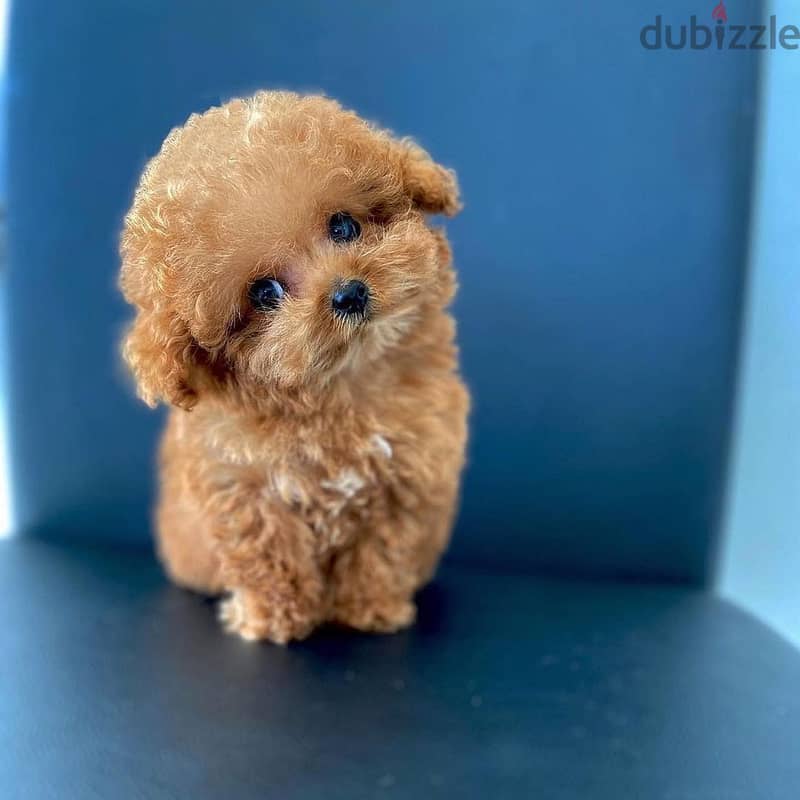 WhatsApp +4917629216066 toy poodle puppies available for Christmas 1