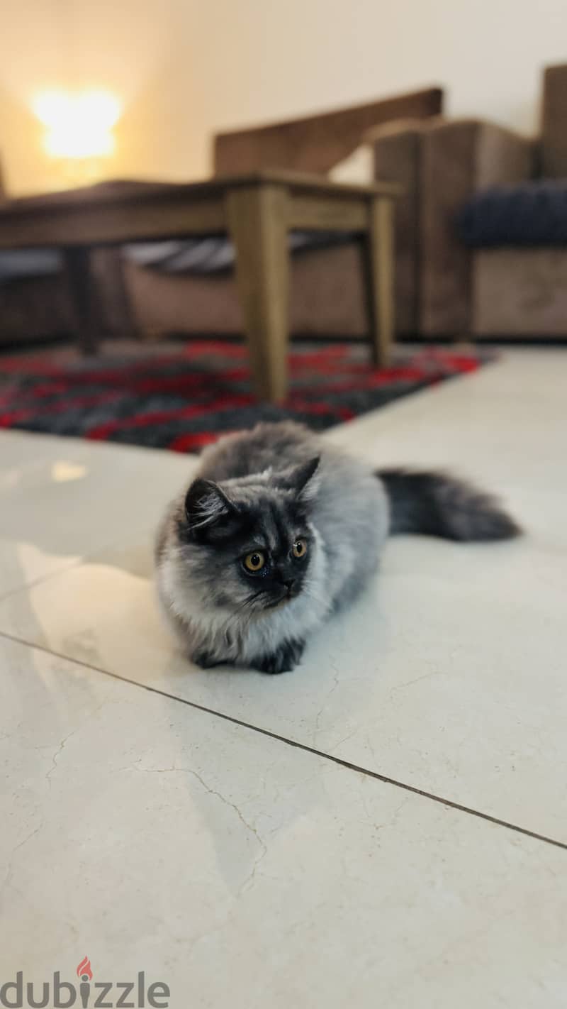 Persian cat 2