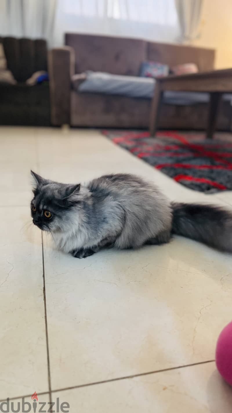 Persian cat 3