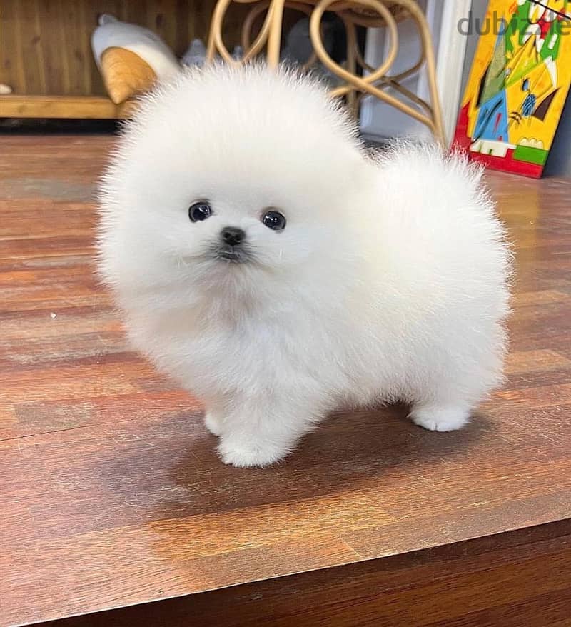 White Pomeranian Puppies 0