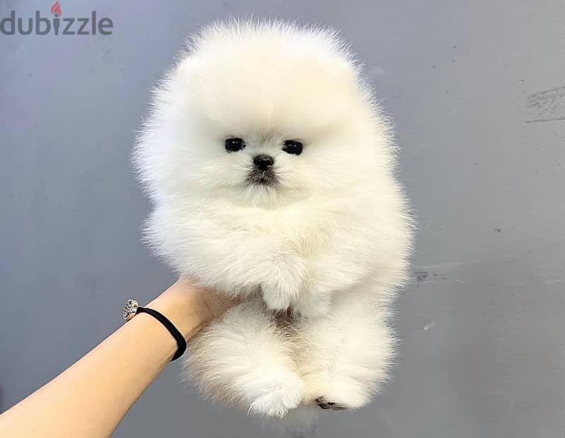 White Pomeranian Puppies 1