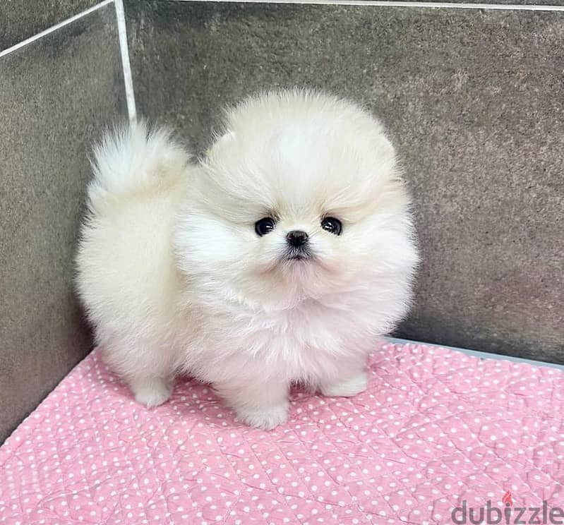 White Pomeranian Puppies 2