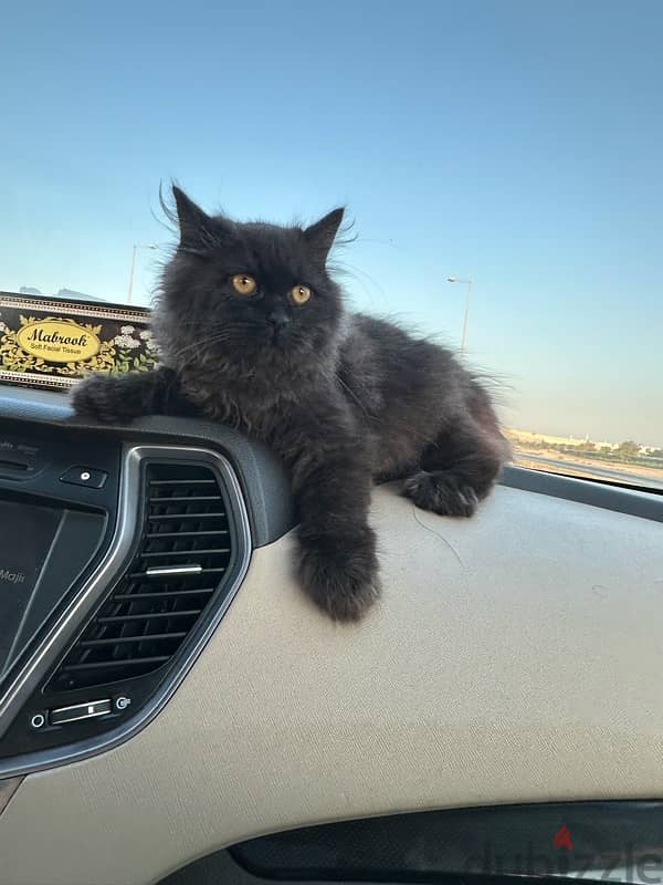 persian male 3 months 0