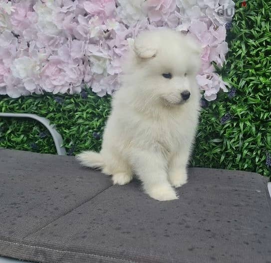 Whatsapp Me +972555074990 Samoyed Puppies 1