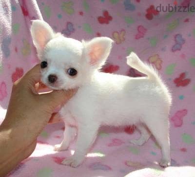 Whatsapp Me +966588993320 Chihuahua Puppies 1