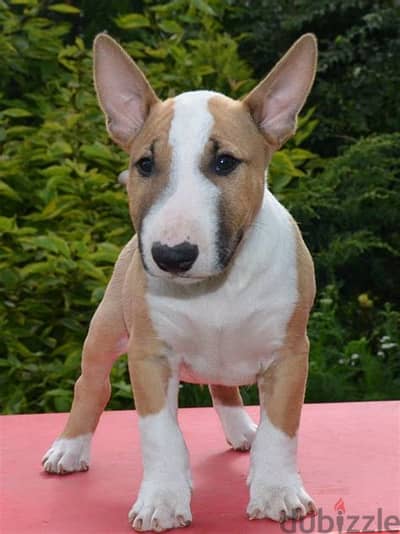 Bull Terrier Puppies Whatsapp me +972553390216