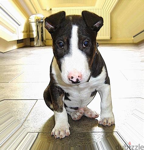 Bull Terrier Puppies Whatsapp me +972553390216 1