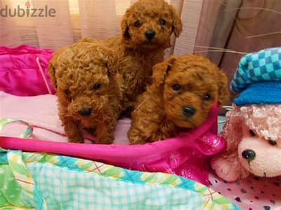 Toy Poodle Puppies Whatsapp me +972553390216