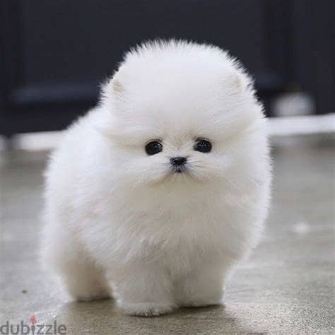 Healthy Pomeranian Puppies/ Whatsapp Me ::+972552992089 1