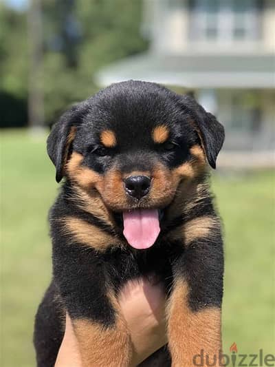 Rottweiler Puppies Whatsapp me +972553390216