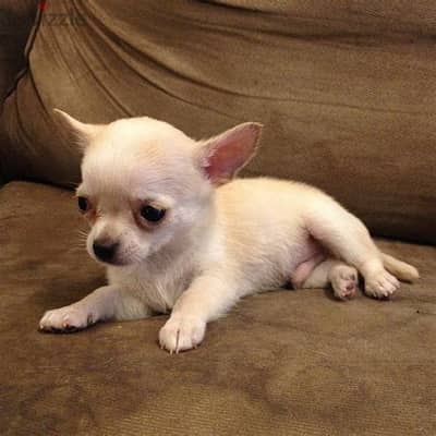 Chihuahua Puppies Whatsapp me +972553390216