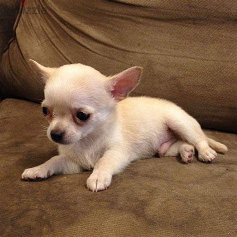 Chihuahua Puppies Whatsapp me +972553390216 0