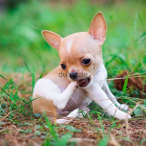 Healthy Chihuahua Puppies/ Whatsapp Me ::+972552992089 1