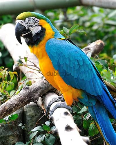 Whatsapp Me +972555077288// Macaw Parrots