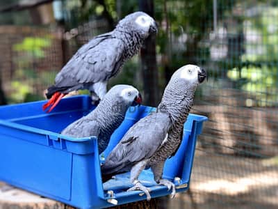 Whatsapp me +972553390216.  African Grey Parrots