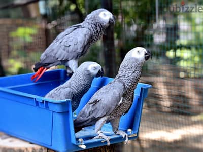 African Grey Parrots Whatsapp me +972553390216