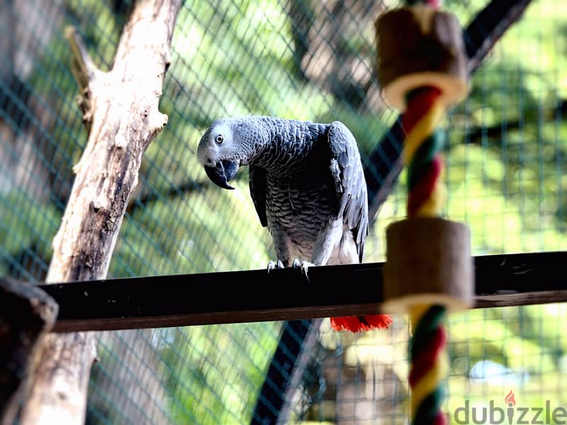 WhatsApp Me +972555077288// African Grey Parrots 1