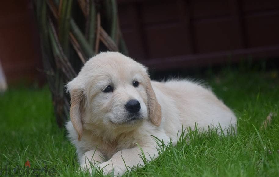 Golden Retriever puppies 1