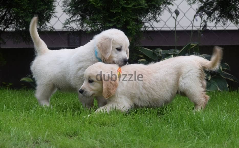 Golden Retriever puppies 2