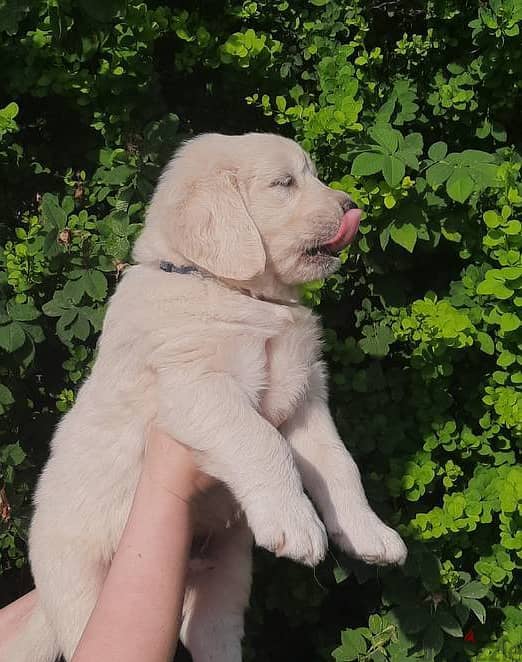 Golden Retriever puppies 4