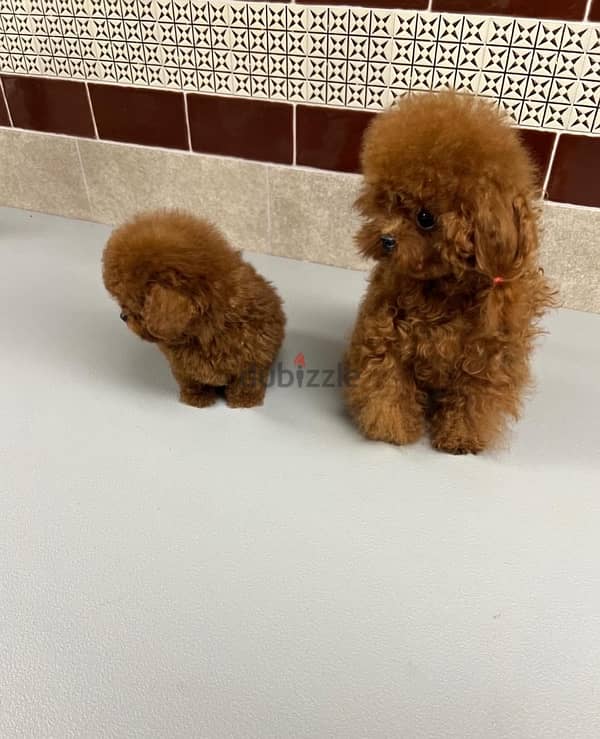 Home Raise Poodle for sale 1