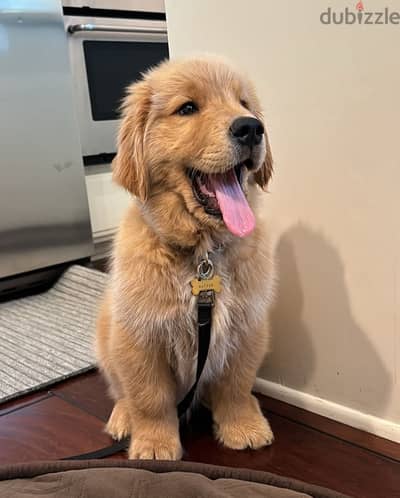 Golden retriever puppy